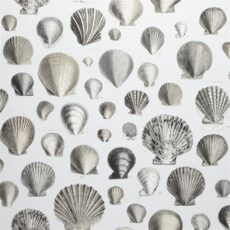 Captain Thomas Browns Shells Pearl Tapete
